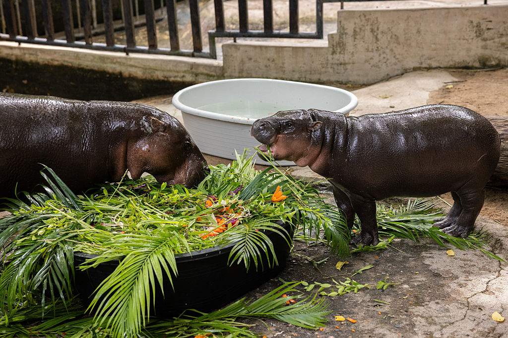 Moo Deng eats a fruit topped cake with her mother Jona.
