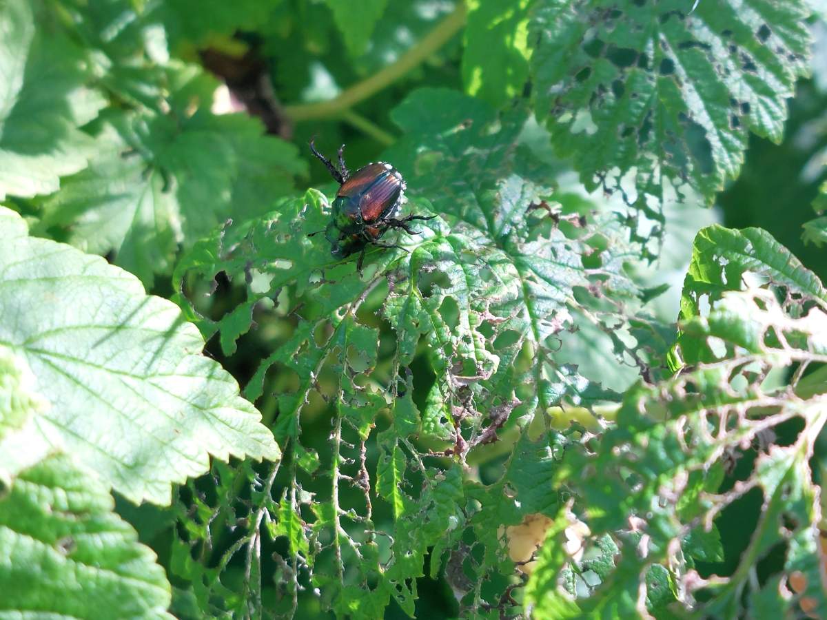 A pair of Japanese beetles skeletonize a raspberry leaf, with many other leaves already damaged.