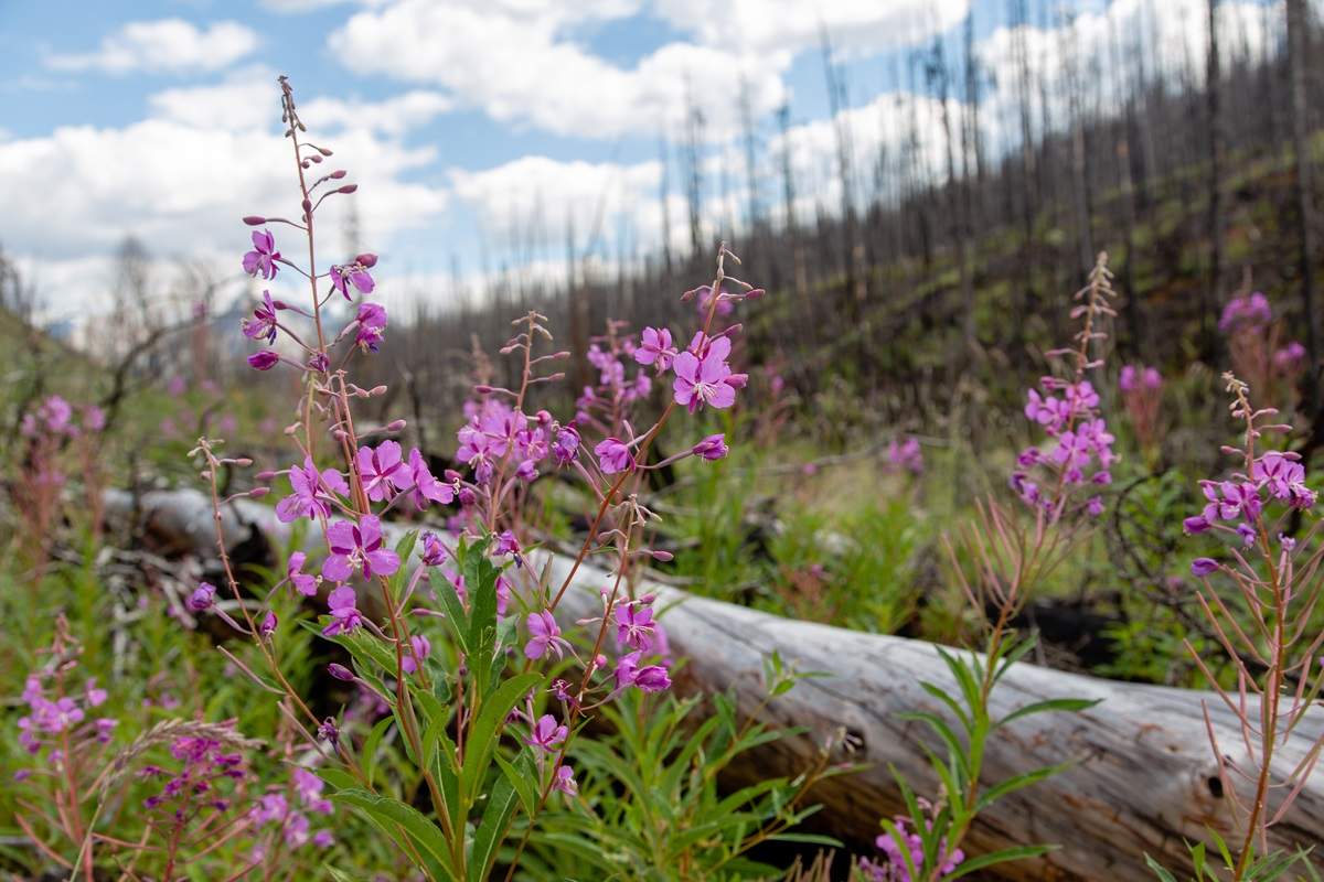 Fireweed growing at the site of the 215 Excelsior fire along Maligne Road in Jasper National Park.