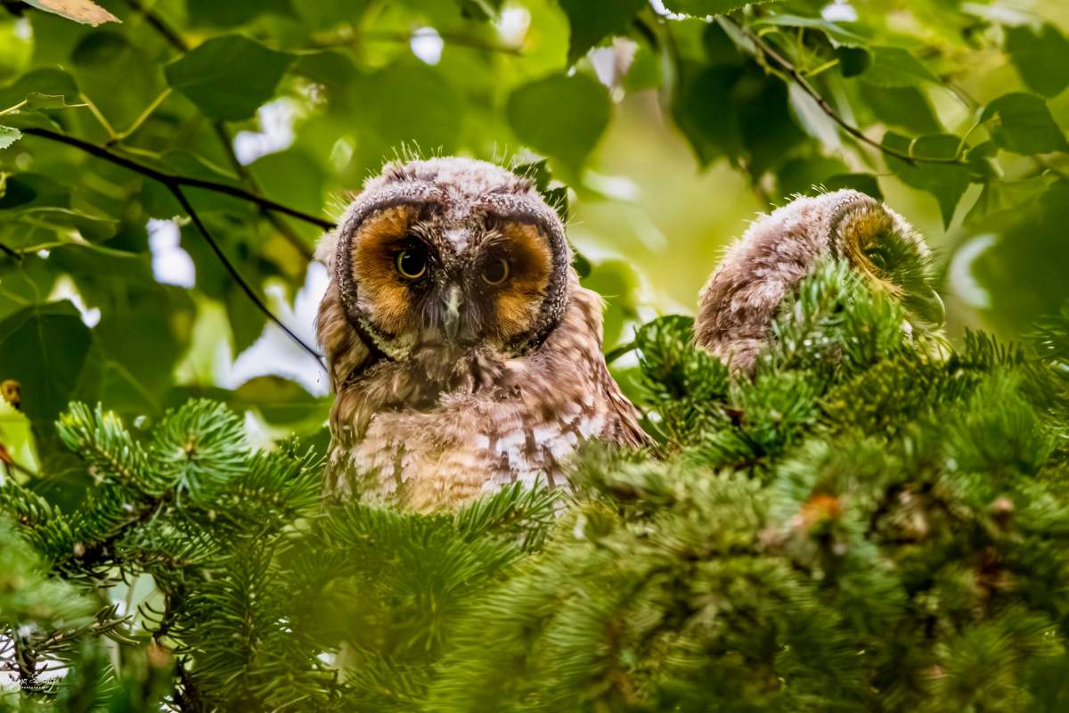 Edmonton birder, Hugo Sanchez, managed to get this photo of some immature long eared owls, which he said doesn't happen very often.