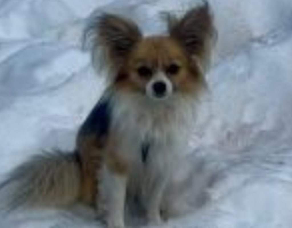 A man who tumbled into an eight-metre-deep crevasse while hiking in Switzerland was saved by his Chihuahua, who alerted rescuers to his owner's whereabouts by standing obediently beside where he fell.