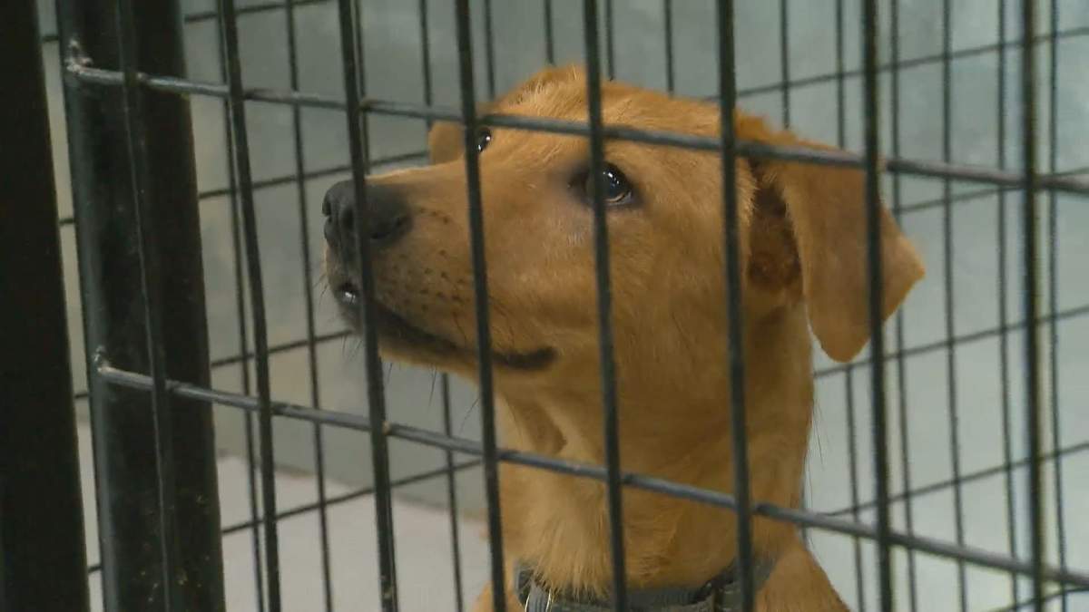 BARCS says Alberta rescues are dealing with distemper and parvo.