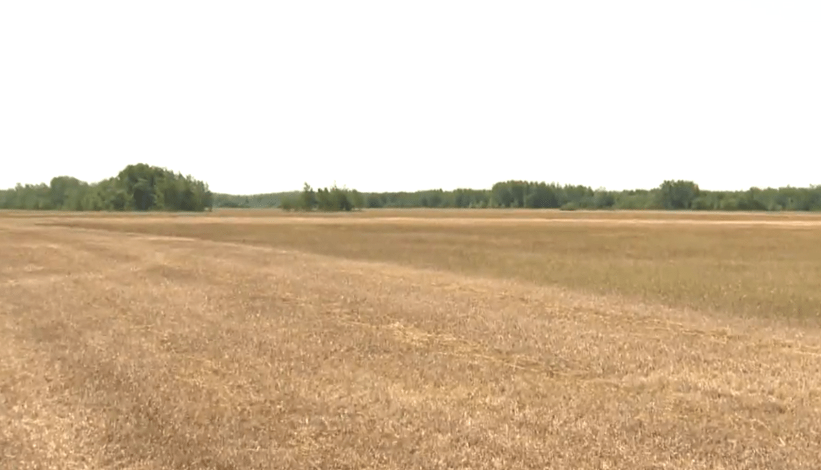 Drought conditions in Manitoba's Interlake have led to states of agricultural emergency or disaster in some RMs.