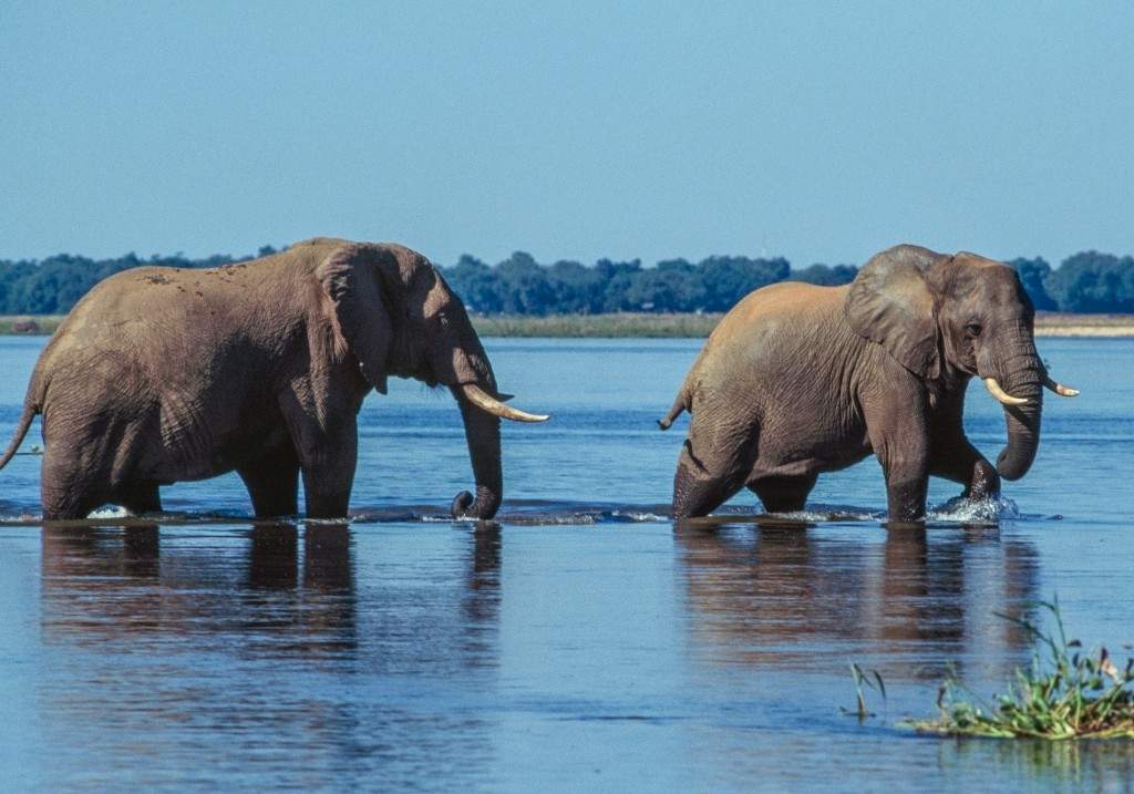 A file photo of elephants in the Zambezi River, Lower Zambezi National Park, Zambia.
