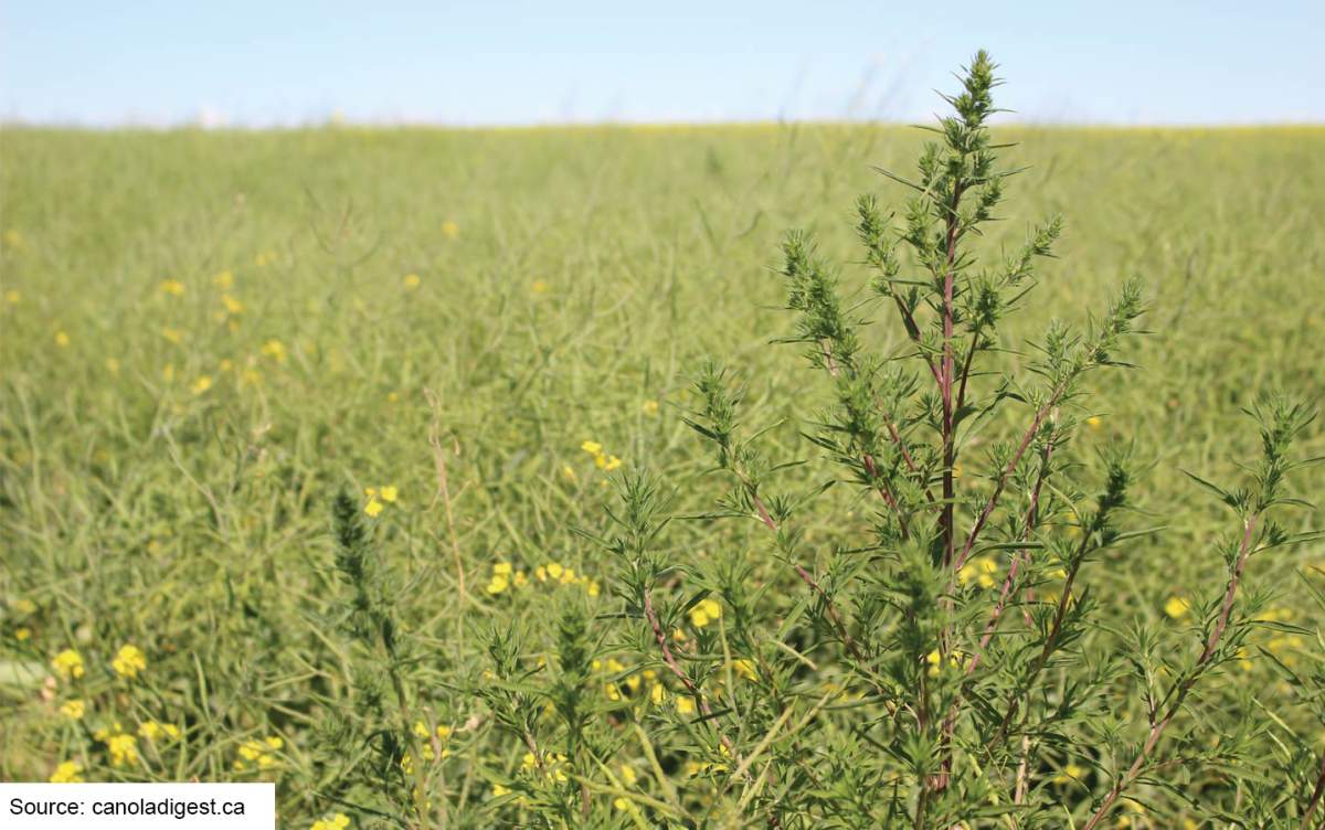 A Kochia plant in a canola field.