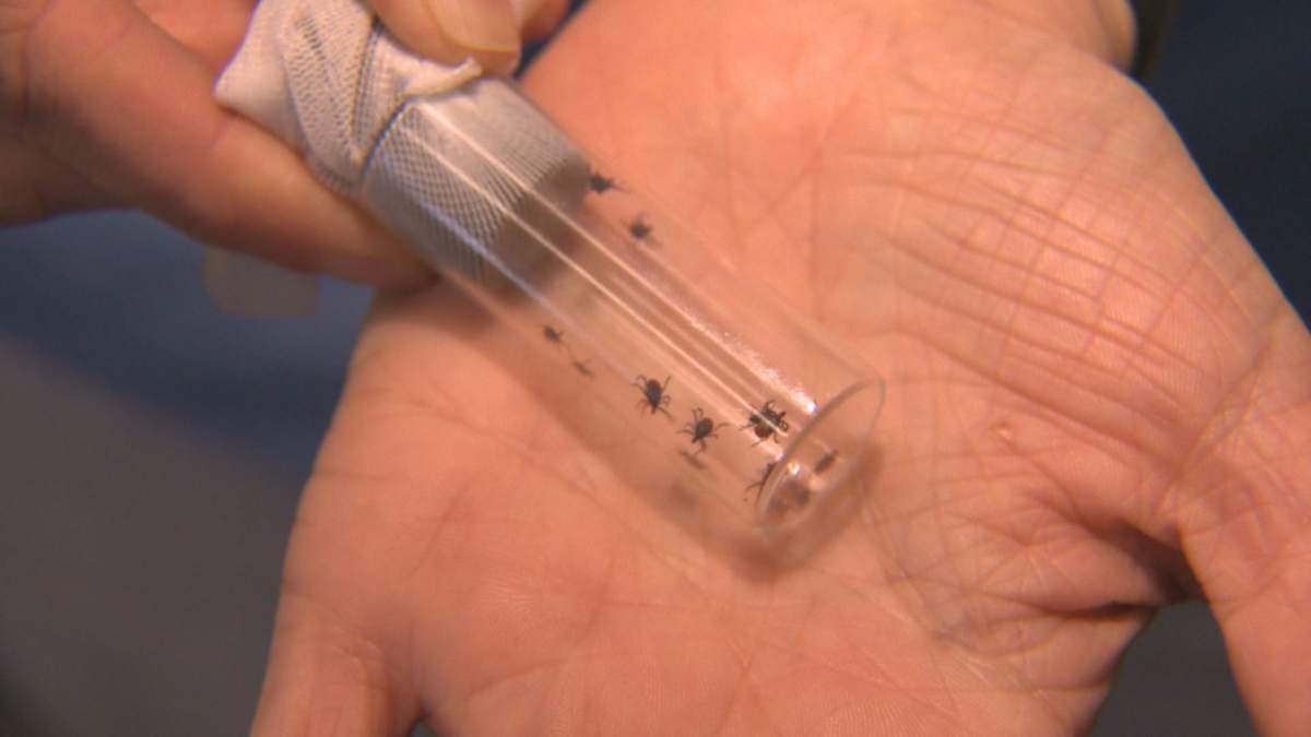 A container of black-legged ticks in the lab at the University of Manitoba.