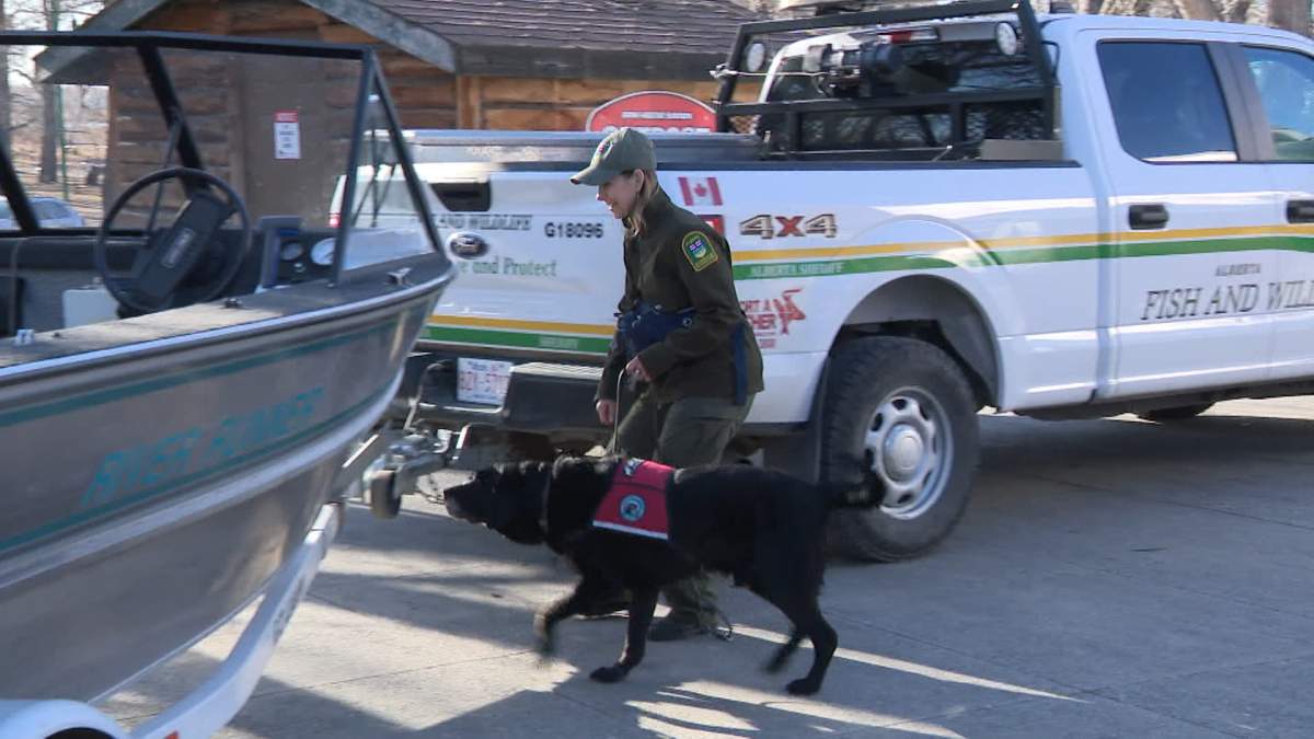 An Alberta Fish and Wildlife officer uses her mussel detection dog to inspect a boat for invasive zebra and quagga mussels.
