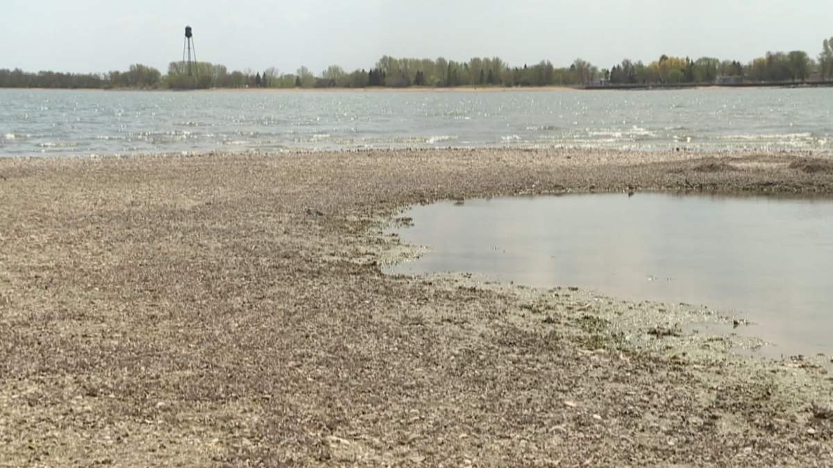 The invasive mussels, which have already spread to many other parts of Canada and the U.S., are nearly impossible to eradicate once they are established.