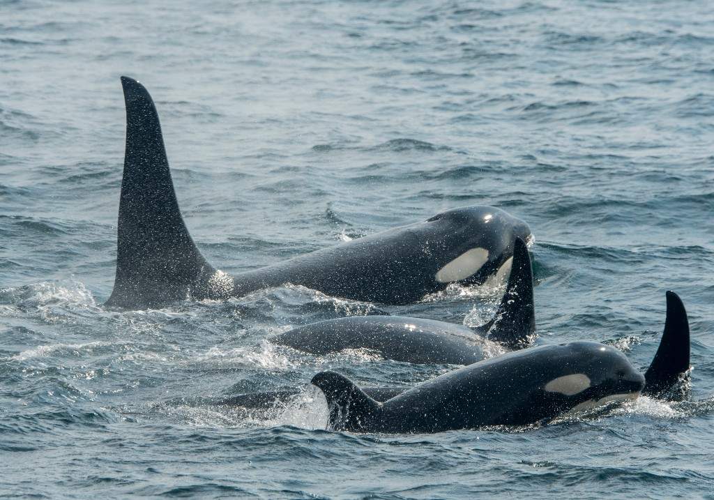 A file photo of a pod of orcas swimming.
