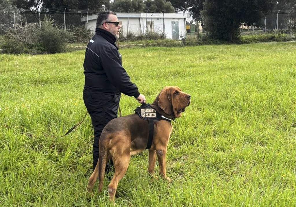 This photo taken Jan. 11, 2025 in Taranto, southern Italy, shows dog trainer Arcangelo Caressa holding his 7-year-old bloodhound Bruno, who was found dead Friday, July 4.