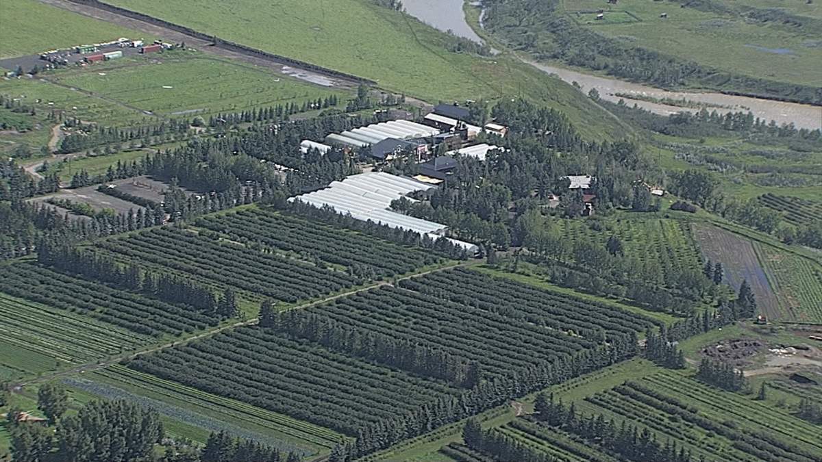 The Saskatoon Farm is located a 20 minute drive southeast of Calgary and is a popular destination for Saskatoon berry picking, a farmers market and restaurant.