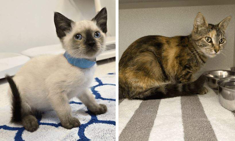 Some of the cats surrendered from a property in Nanaimo.