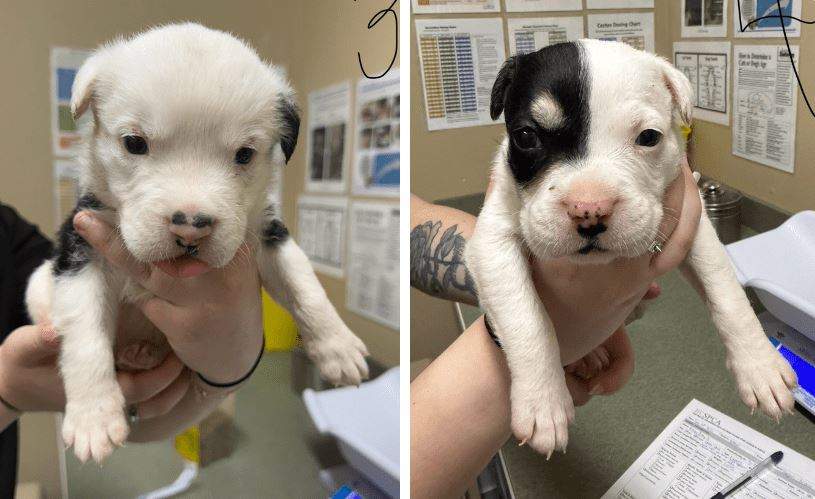 Some of the puppies surrendered from a property in Nanaimo.
