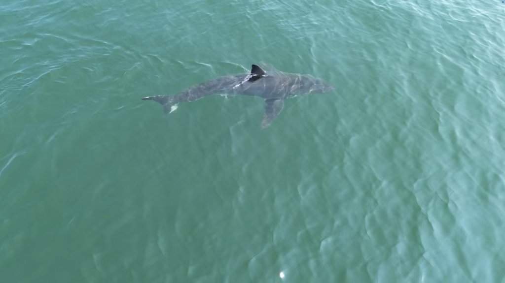 FILE - This TV grab shows an aerial image of a great white shark off the coast of Scarborough, Maine, on Monday, August 11, 2025.