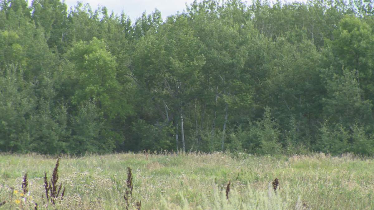 The wooded area on Lake Manitoba First Nation where the remains of Lyndon McIvor were found. RCMP believe his body was dumped there.