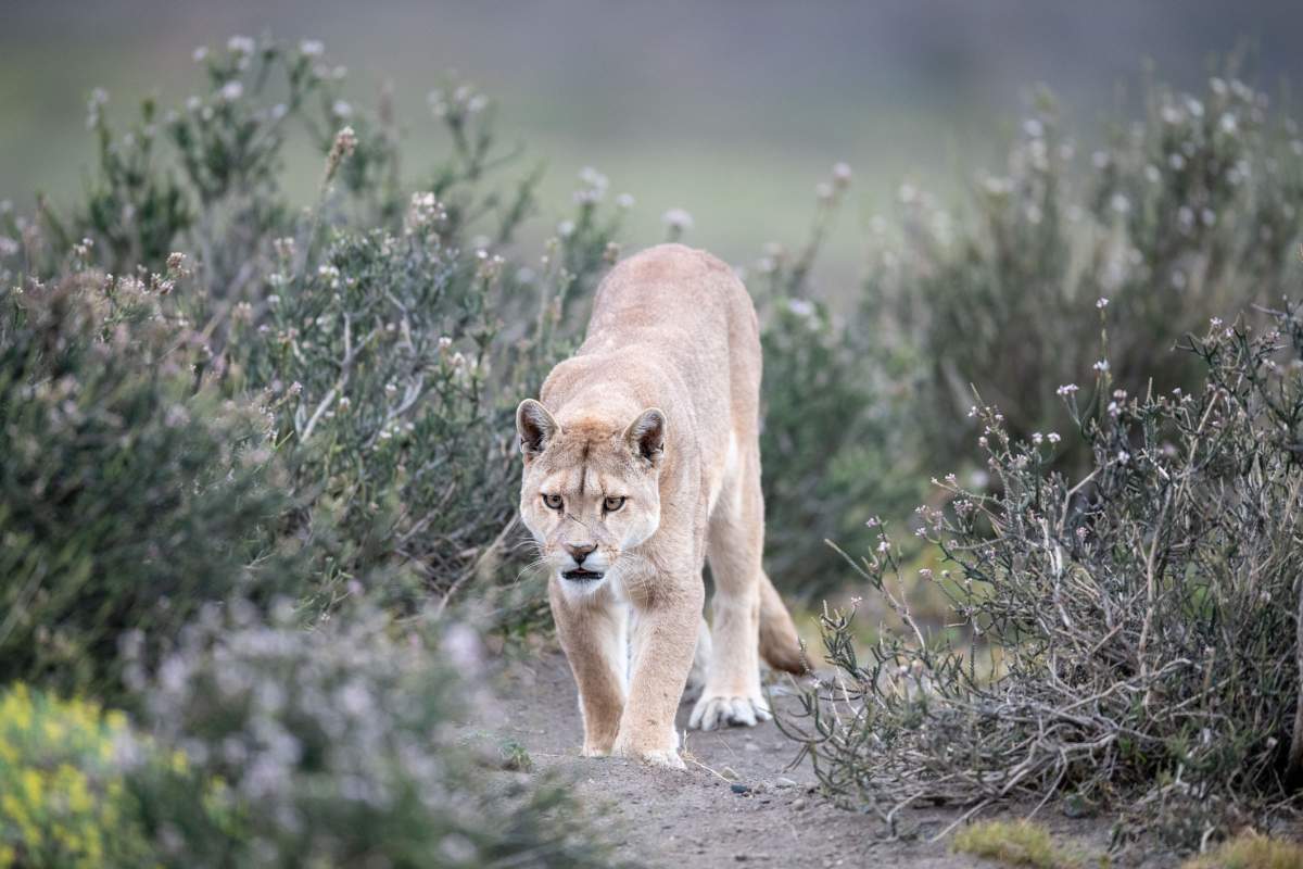 A mountain lion approaching the camera while walking through blooming bushes. The scene is in Torres del Paine National Park, in Chile’s Patagonia region.