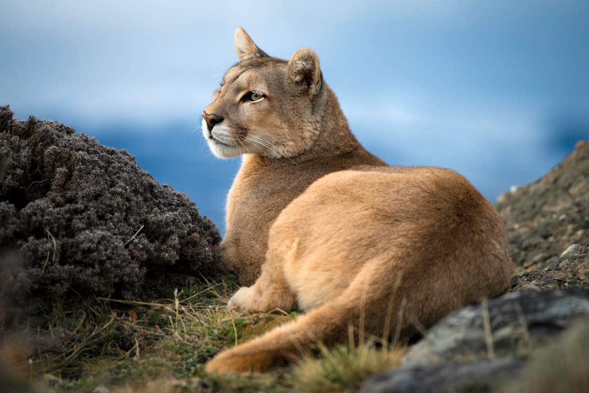 A Mountain Lion sitting relaxed in Torres Del Paine, Patagonia, Chile.