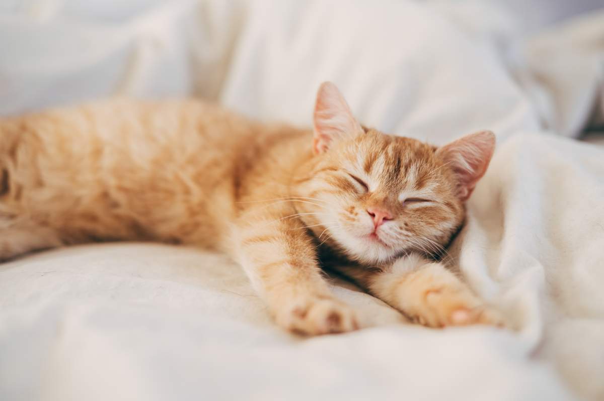 File photo of a ginger cat sleeping. 