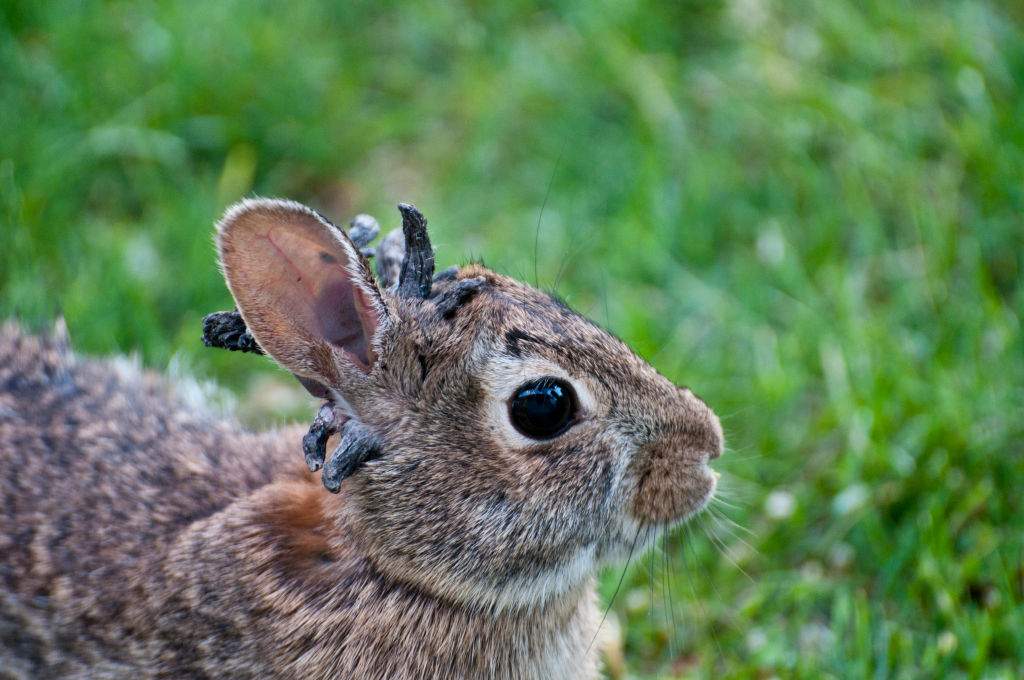 Vadnais Heights, Minnesota, Eastern Cottontail rabbit, Sylvilagus floridanus, Rabbit with the papilloma virus (CRPV), or Shope papilloma virus, which is a type I virus under the Baltimore scheme, possessing a non segmented dsDNA genome. It infects rabbits, causing keratinous carcinomas, typically on or near the animal's head.