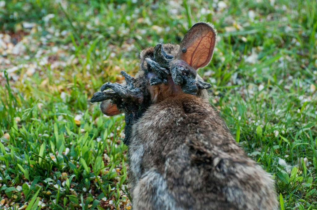 Rabbit with the papilloma virus (CRPV), or Shope papilloma virus.