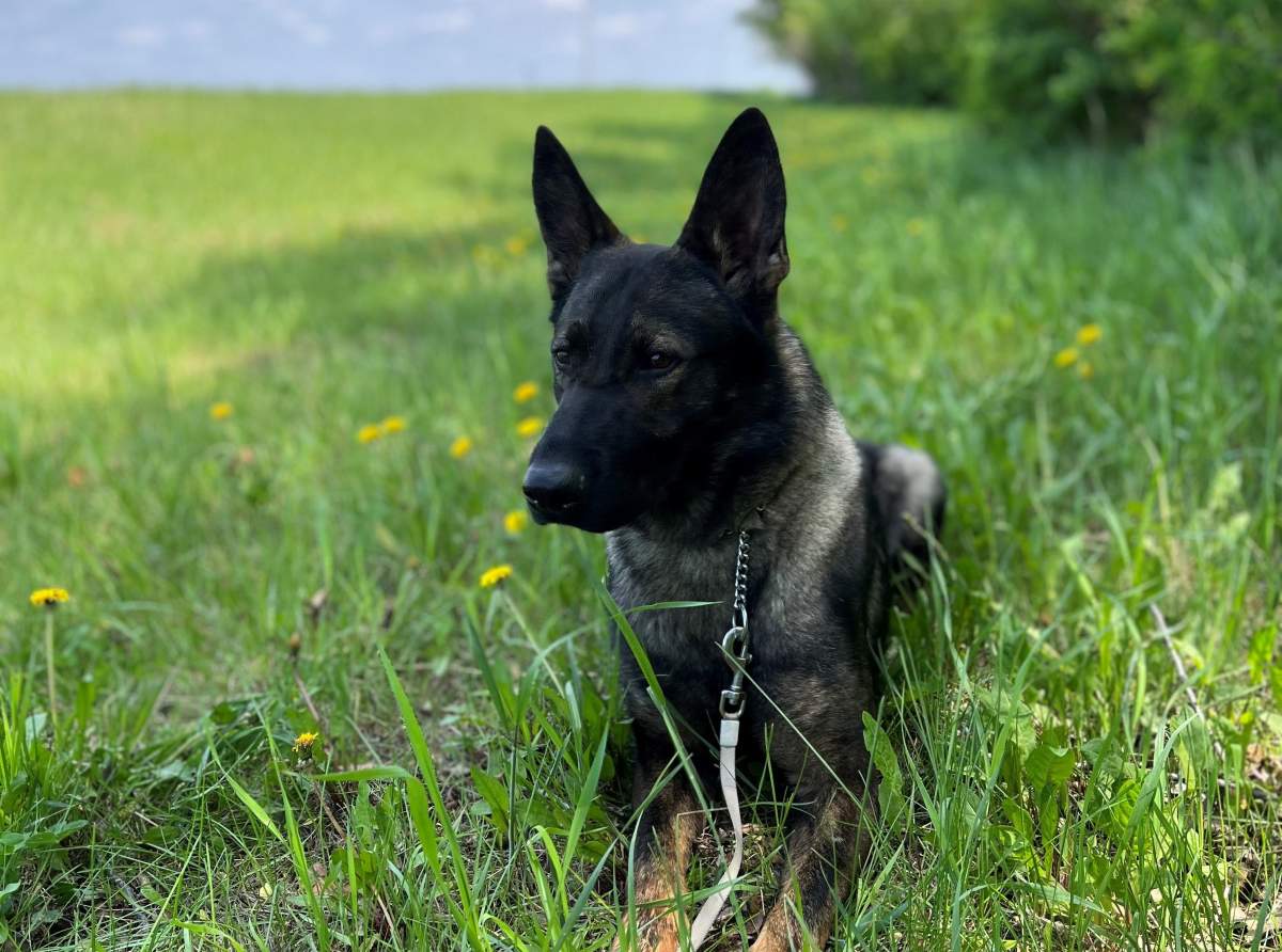 Police dog Phlex.
