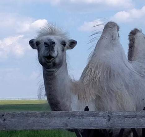 Stolli was a Bactrian camel.