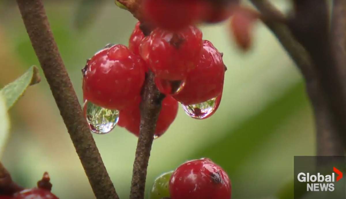 Wildlife experts say this summer's wet weather has led to a bumper crop of buffalo berries, a favourite food for bears in the mountains west of Calgary.