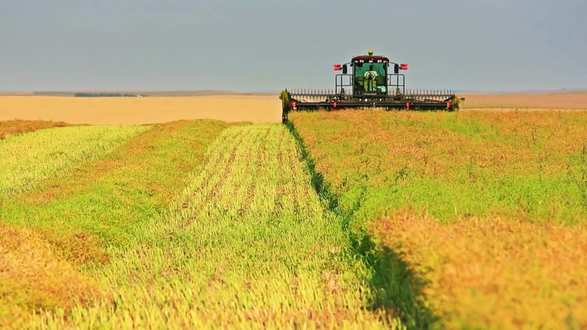 Canola farm.