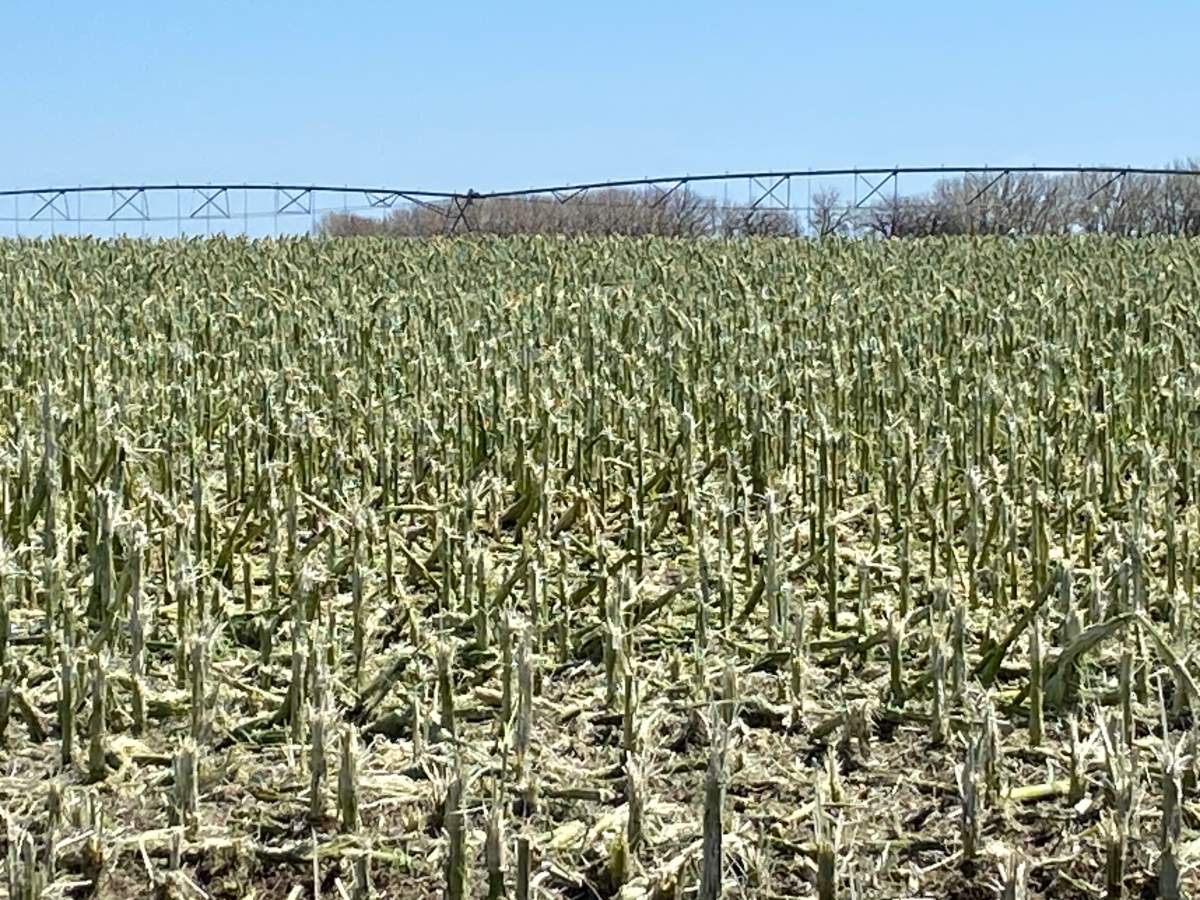 Damaged corn near Duchess, AB