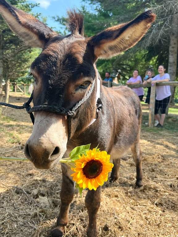 Hank the miniature donkey and barnyard bachelor poses with a sunflower at Erin Hill Acres in Erin, Ont., in this undated handout photo. 