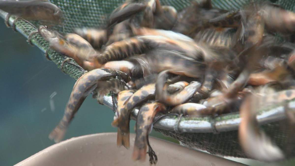 Counting fish at the Whiteshell Fish Hatchery.