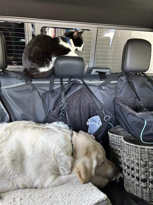 Luigi is a tuxedo cat who went missing on board a BC Ferries vessel recently.