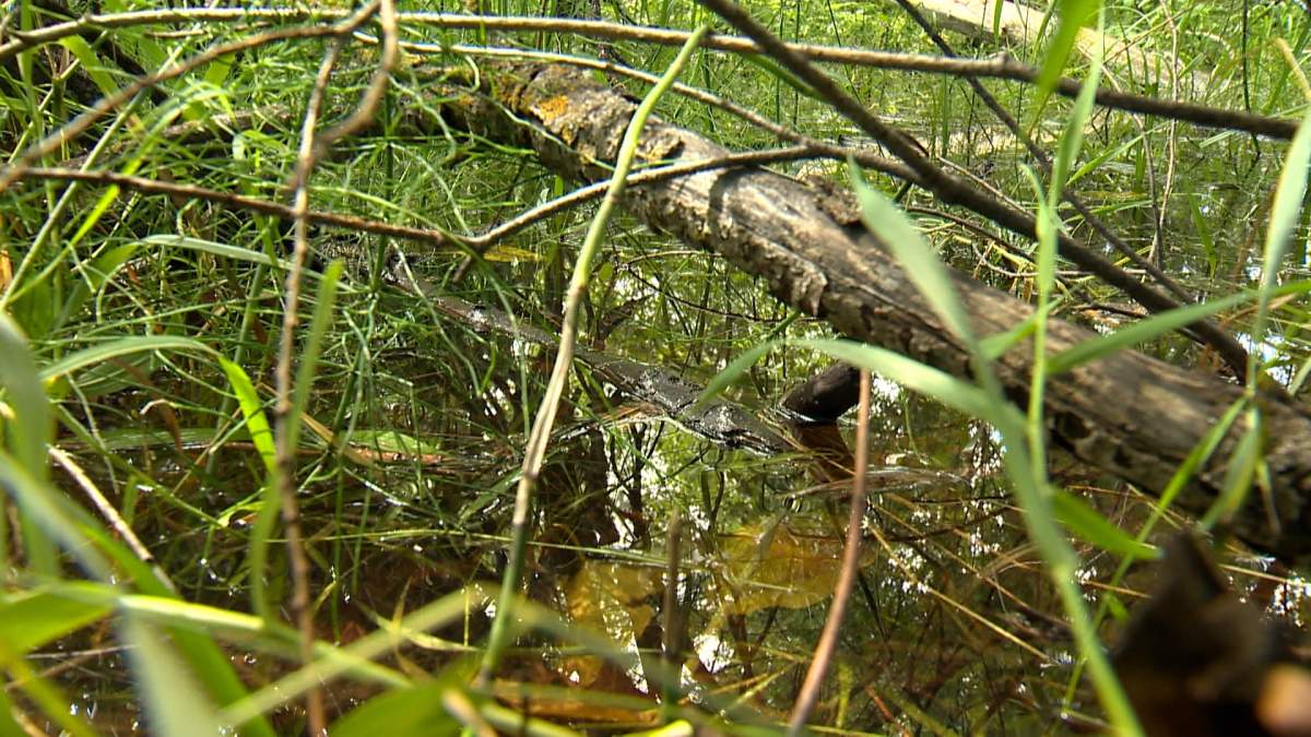 With close to three times the normal amount of rainfall falling in July this year, there are lots of possible breeding areas for mosquitoes in Calgary.