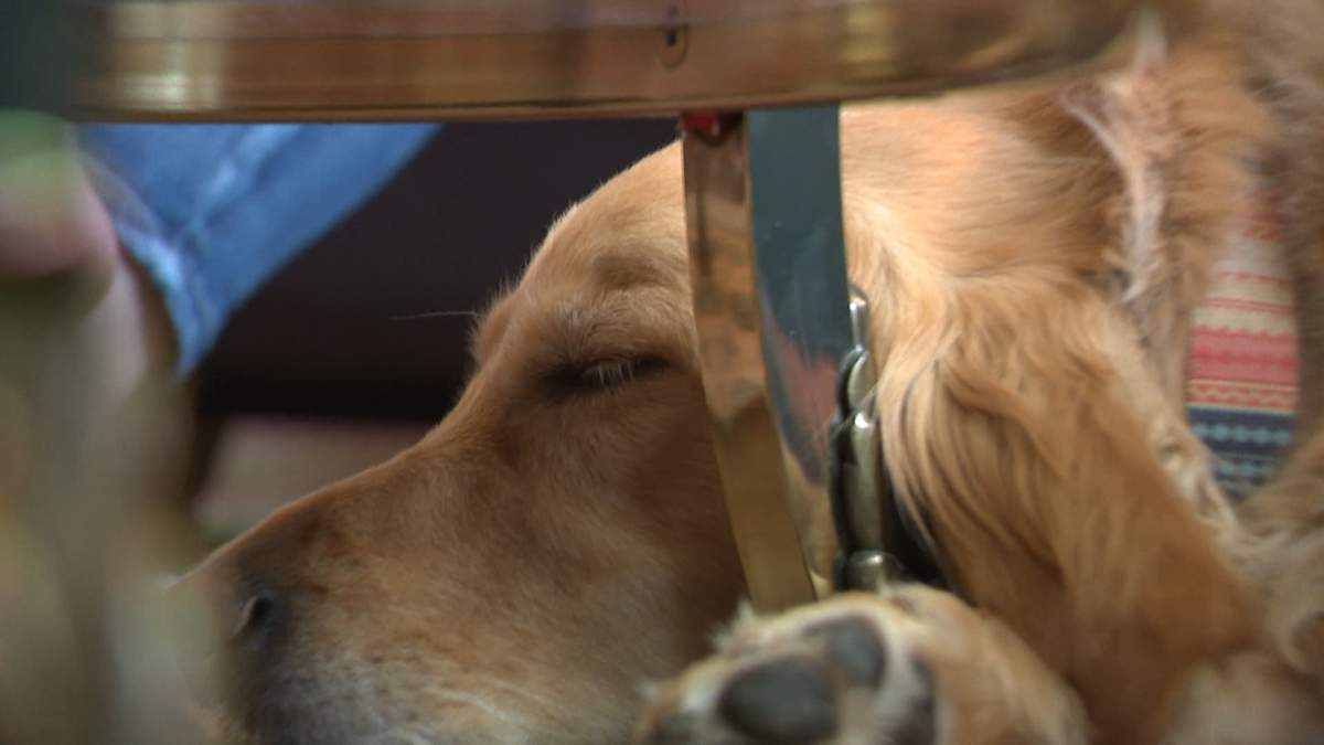 Even the family dog is supposed to join Levitt, Brown and their three teenagers on their "adventure of a lifetime."