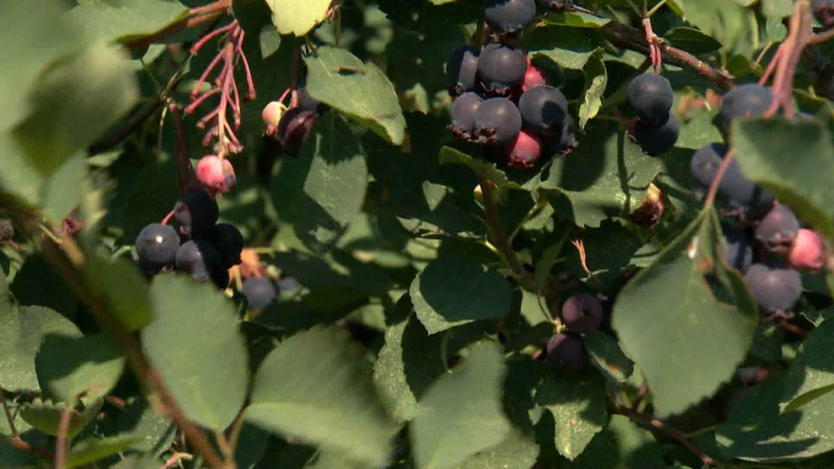 While the Saskatoon farm's restaurant remains closed, the farm says it's u-picks for saskatoon berries, sour cherries and other fruits and vegetables are open.