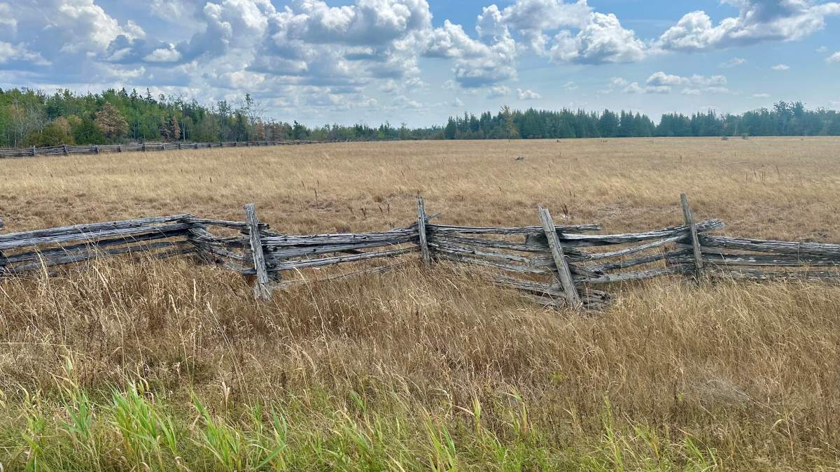 Parched field near the Kirkfield fire.