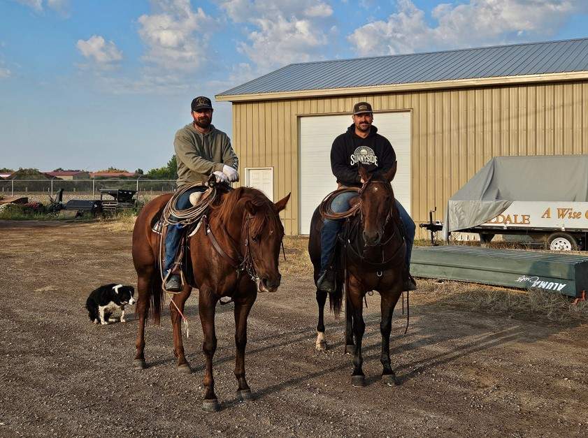 Two cowboys and a farm dog rounded up two bulls on the lam in Coaldale, Alta. on Friday, Sept. 12, 2025.
