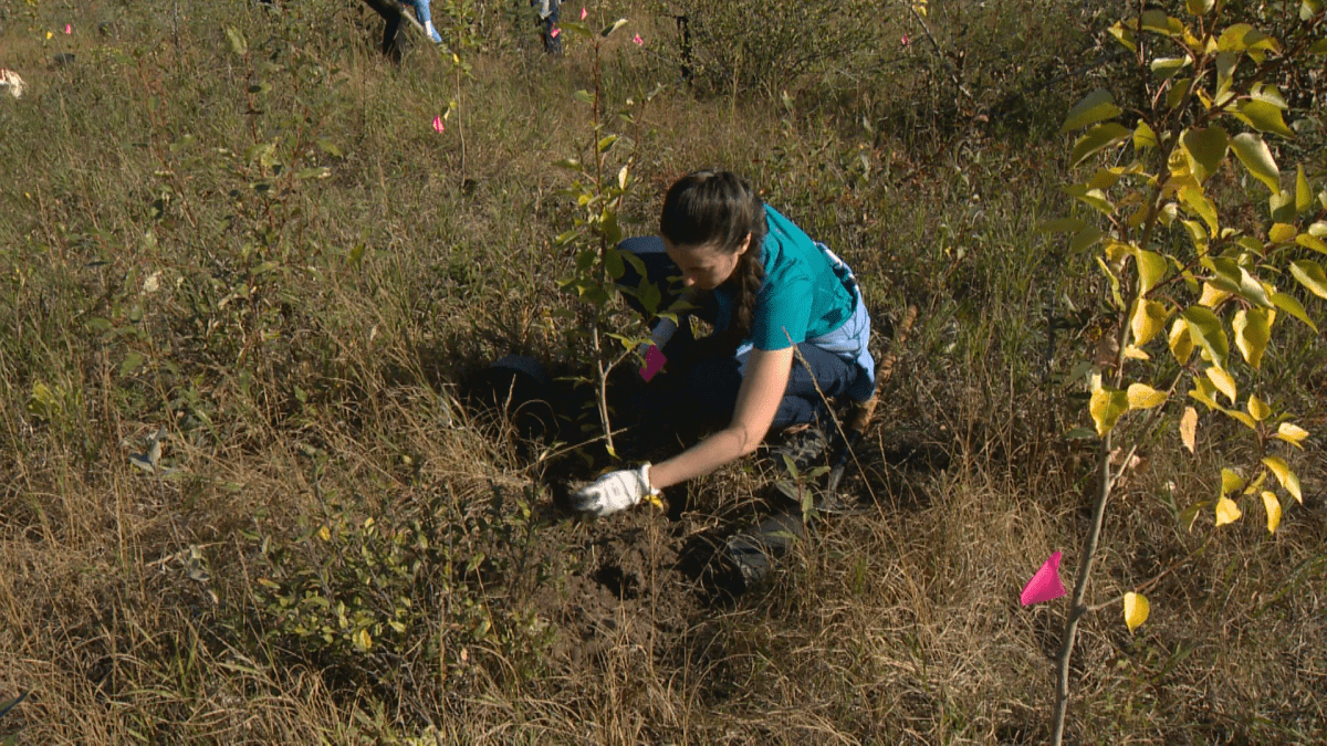 A woman plants a sapling