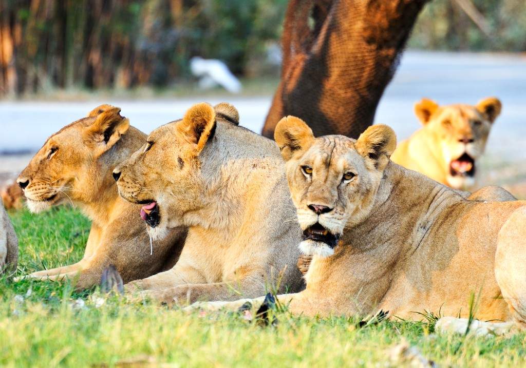 A file photo of lions resting under tree at river.