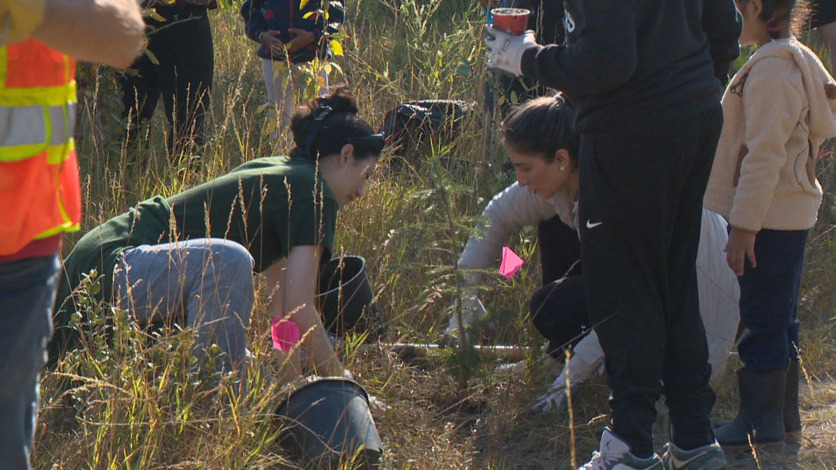 Volunteers plant trees in Calgary