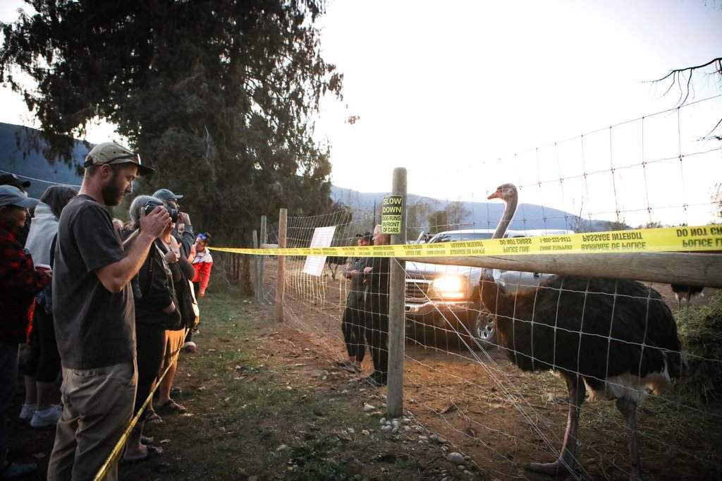 Karen Espersen, centre, the co-owner of Universal Ostrich Farms, speaks with supporters with her daughter, Katie Pasitney, at the farm in Edgewood, B.C., on Monday, Sept. 22, 2025, as the Canadian Food Agency prepares to cull 400 of the farm’s ostriches this week. THE CANADIAN PRESS/Aaron Hemens.