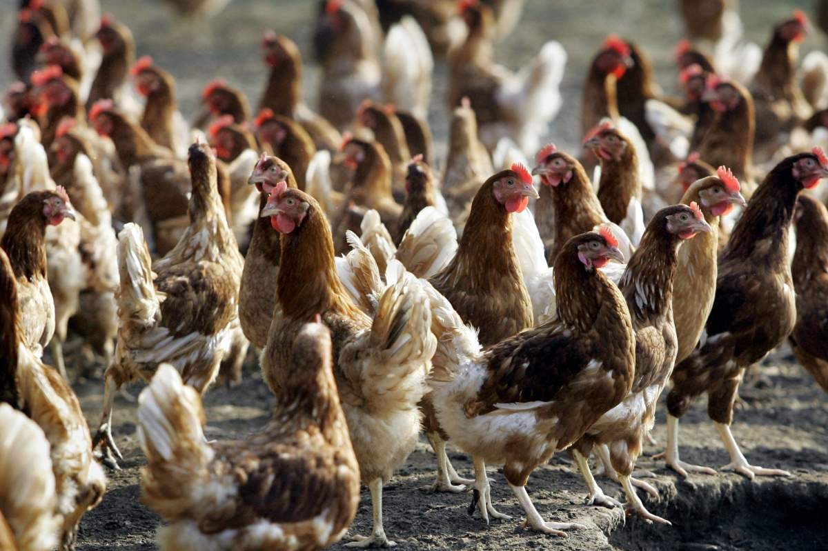 Chickens on a chicken farm in Nevele, Belgium. (AP Photo/Yves Logghe).