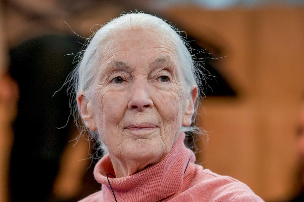 English primatologist and anthropologist Jane Goodall speaks in the panel "Earth's Wisdom Keepers" on the last day of the forum's Annual Meeting in Davos, Switzerland, Friday, Jan. 19, 2024