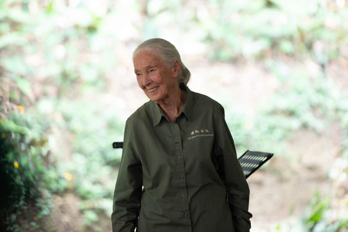 British ethologyst Jane Goodall takes part during an event in Medellin, Colombia, August 23, 2024.