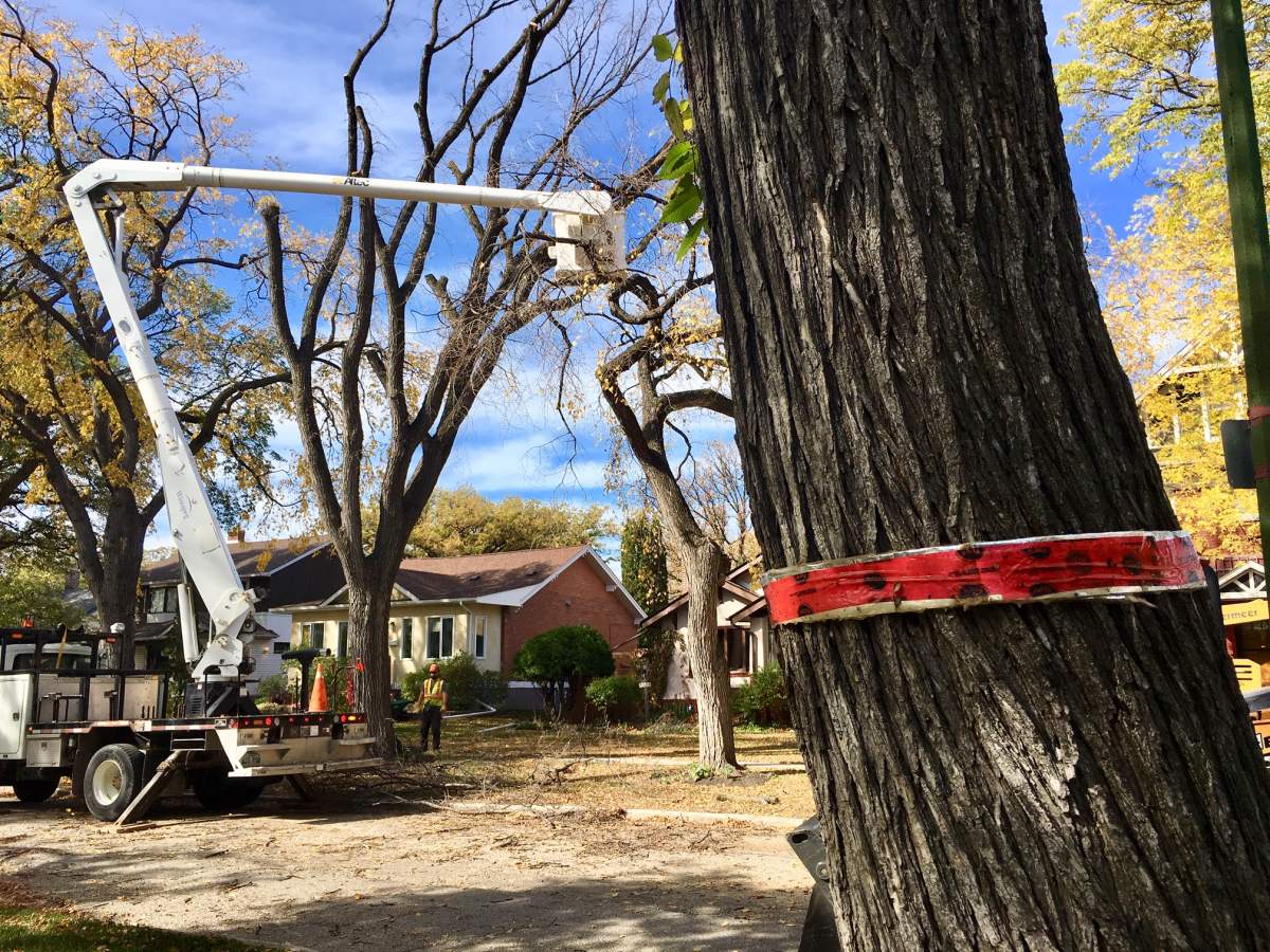 City crews remove a diseased tree in Winnipeg. The city is currently looking for feedback from Winnipeggers on a long-term urban forest strategy.
