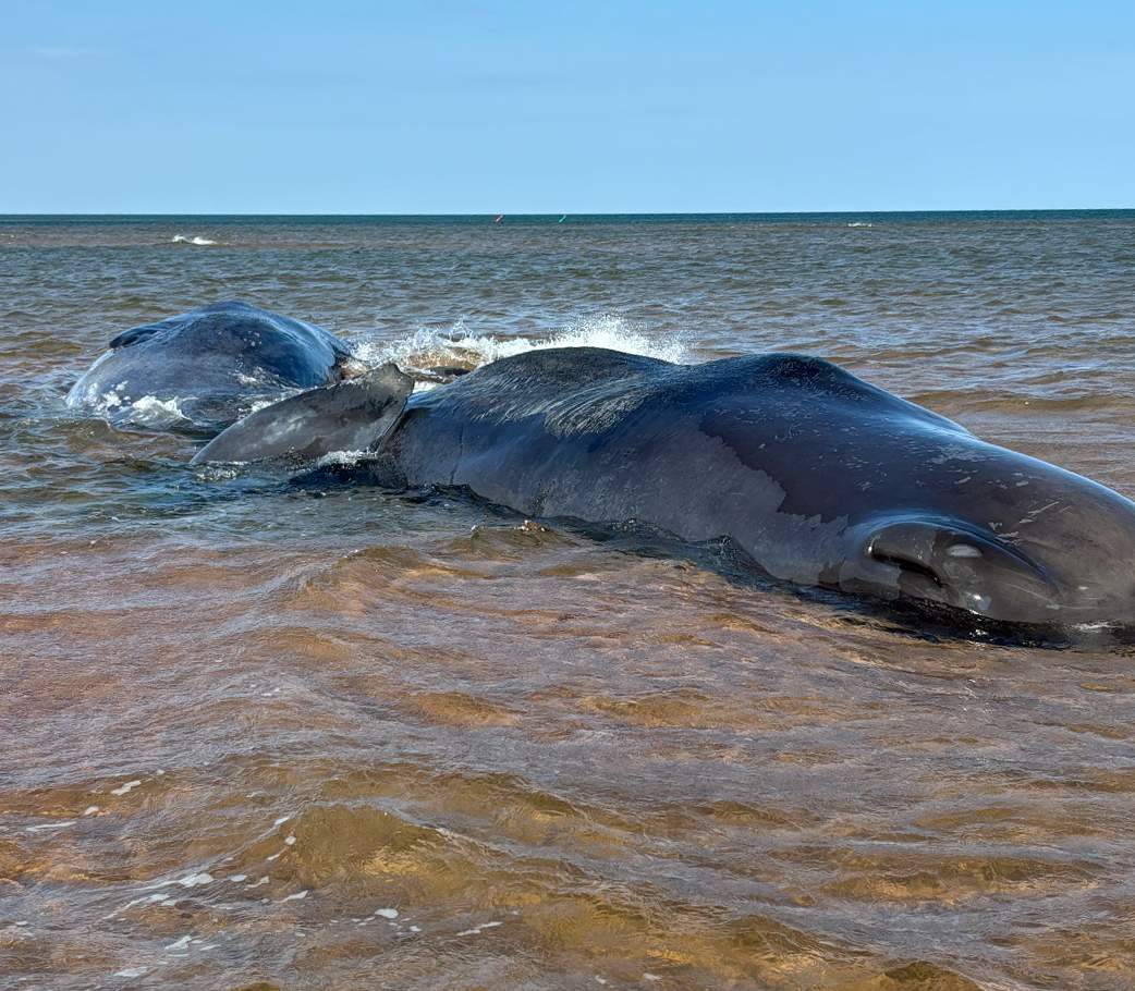 Sperm Whales Prince Edward Island
