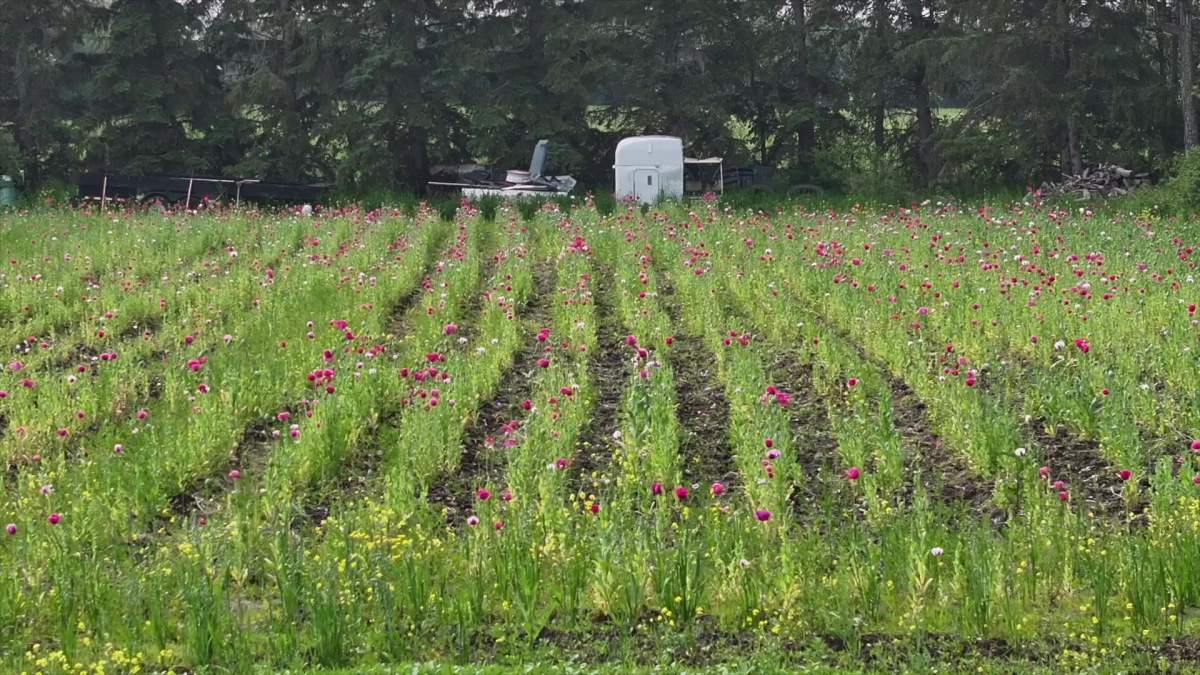 Edmonton police found about 60,000 opium poppy plants being grown on an acreage near 34 Street and 195 Avenue in the city’s northeast on July 4, 2025.