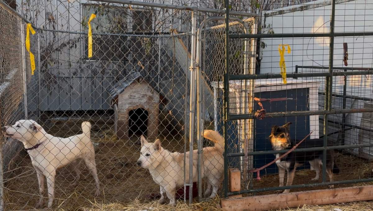 The Alberta Animal Rescue Crew Society says the dogs, cats and livestock that were rescued were very living in extremely poor conditions and were in urgent need of care.