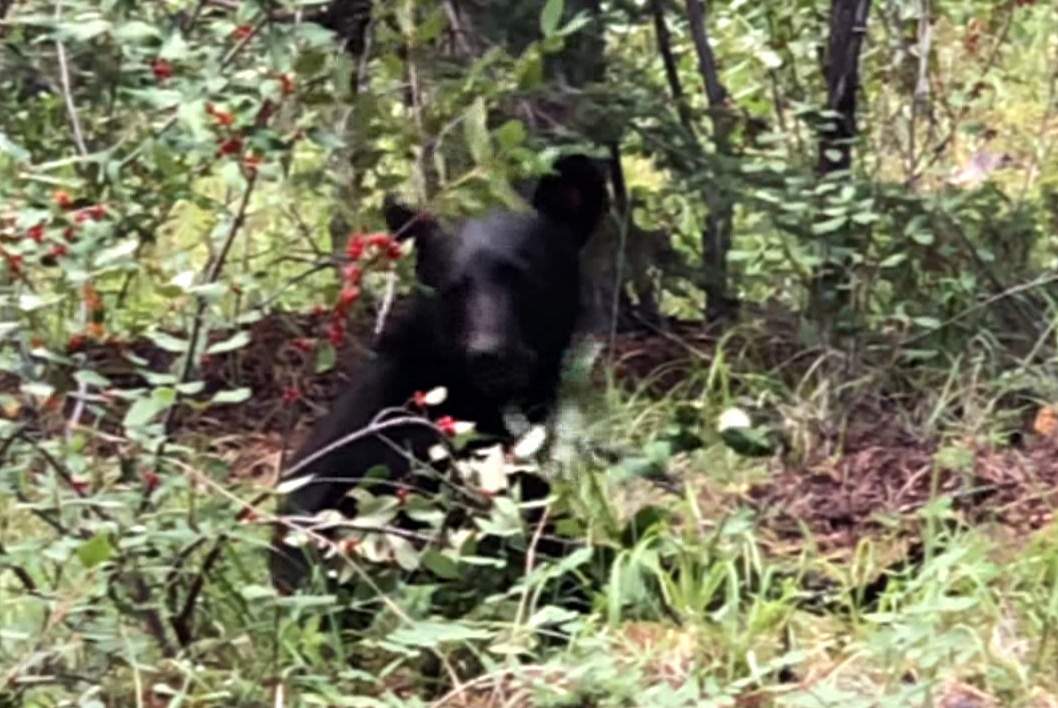 Wildlife experts say bears are in their hyperphagia stage this time of year, as they prepare for hibernation and will eat almost continuously.