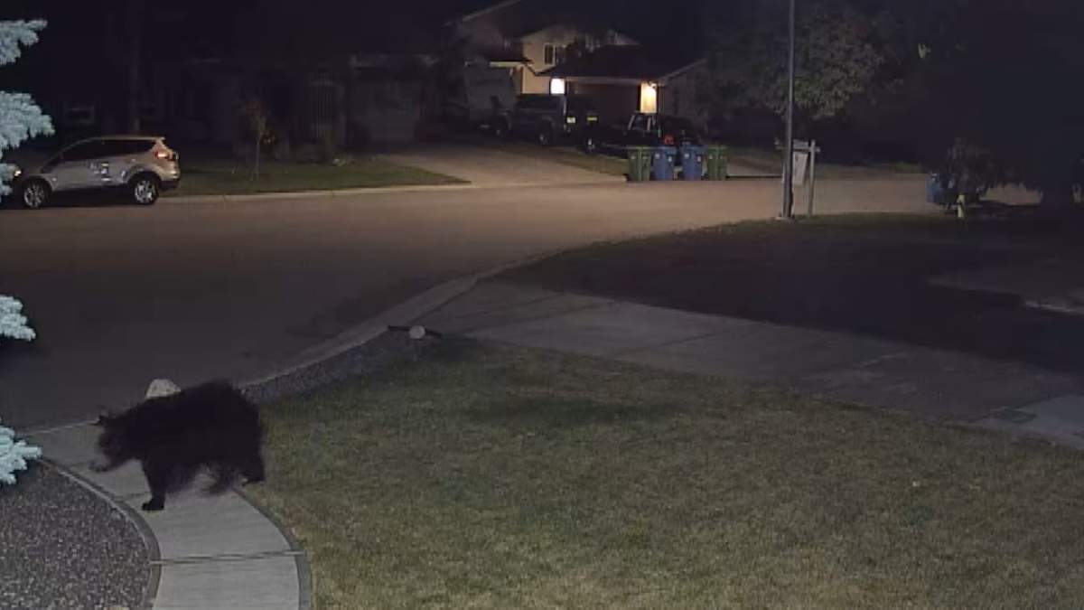 When Oakridge resident Tim Hergert got an alert from his security camera, he was expecting to see video of a squirrel, raccoon or deer, but instead it showed a small black bear wandering through his yard.